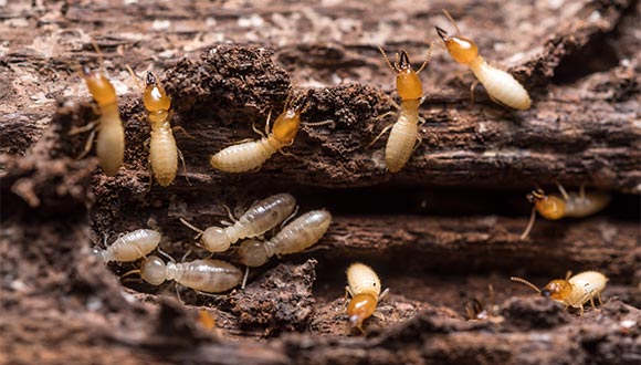 Termite and wood destroying organisim (WDO) inspection services from All American Inspections